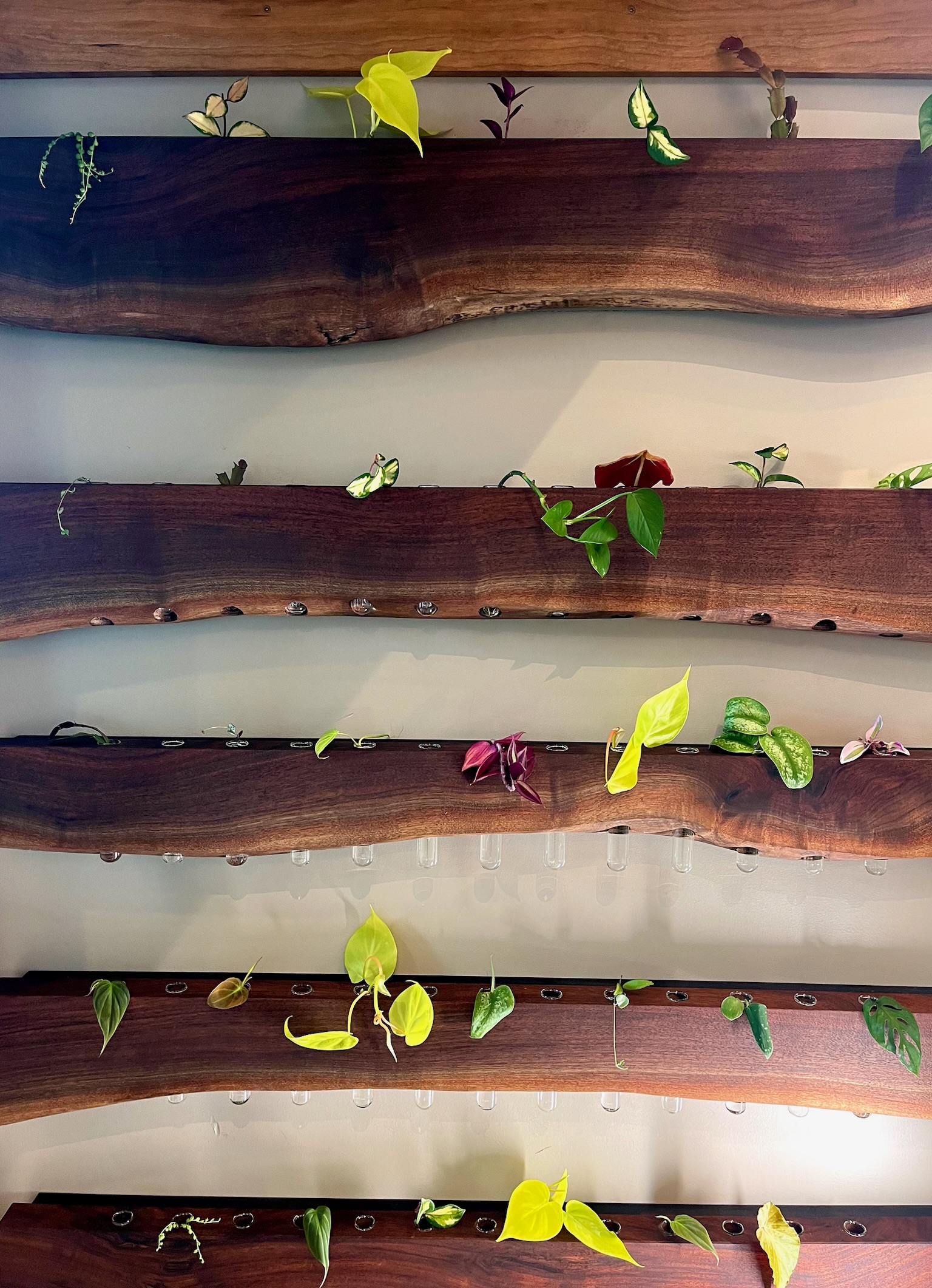 Live-edge, walnut propagation stations. Showing useveral tiers of walnut live edge slabs that have been filled with glass test tubes holding plant cuttings.