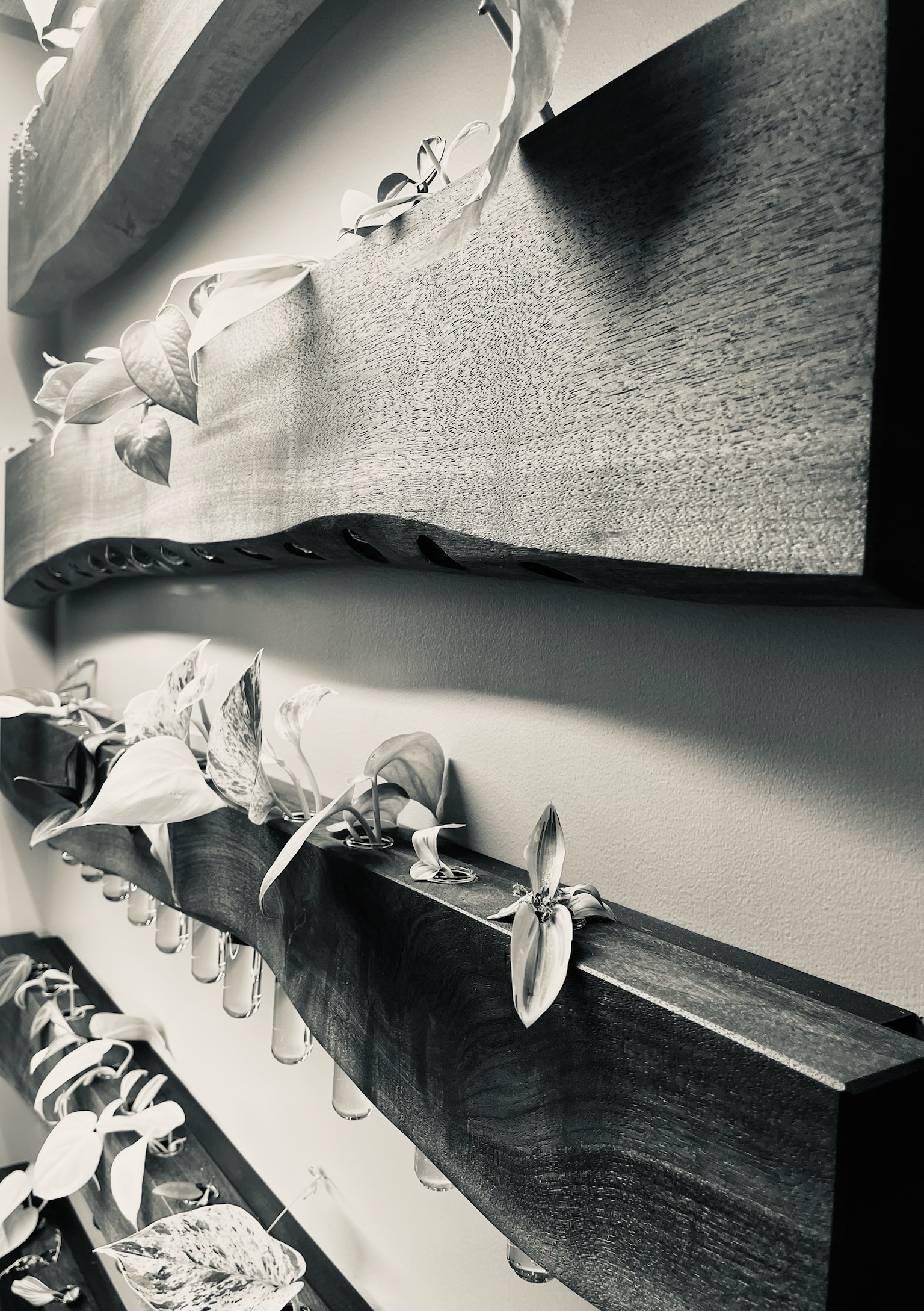 propagation stations. three tiers visibly hung on a wall with plant cuttings. black-and-white image.