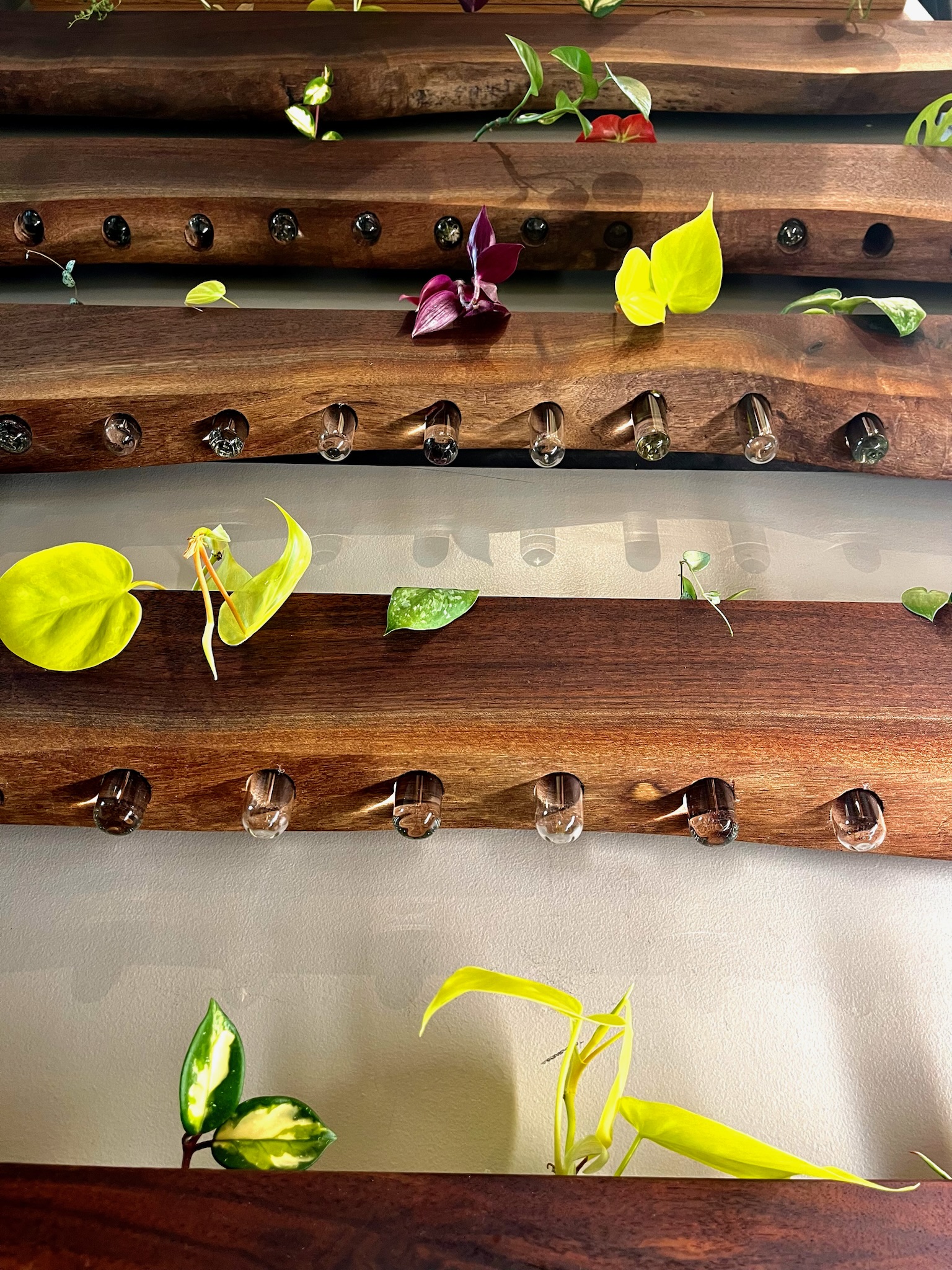 walnut propagation stations with 5 tiers rising up a wall. underside vantage showing live edges, test tubes, and plant cuttings. 