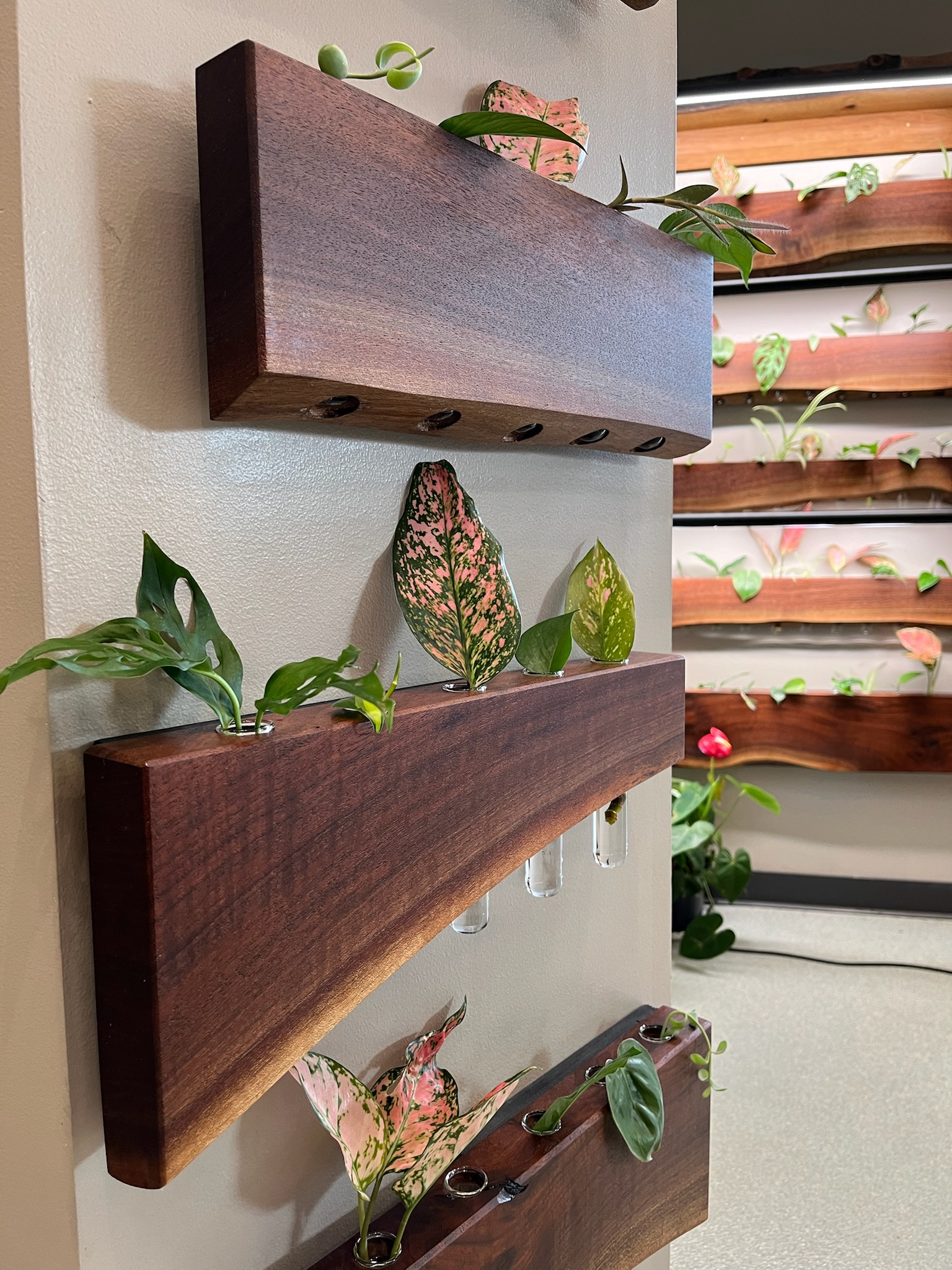 three miniature propagation stations in the foreground with larger propagation stations in the background. Red valentines and monstera fill the test tubes and drape over the stations. 