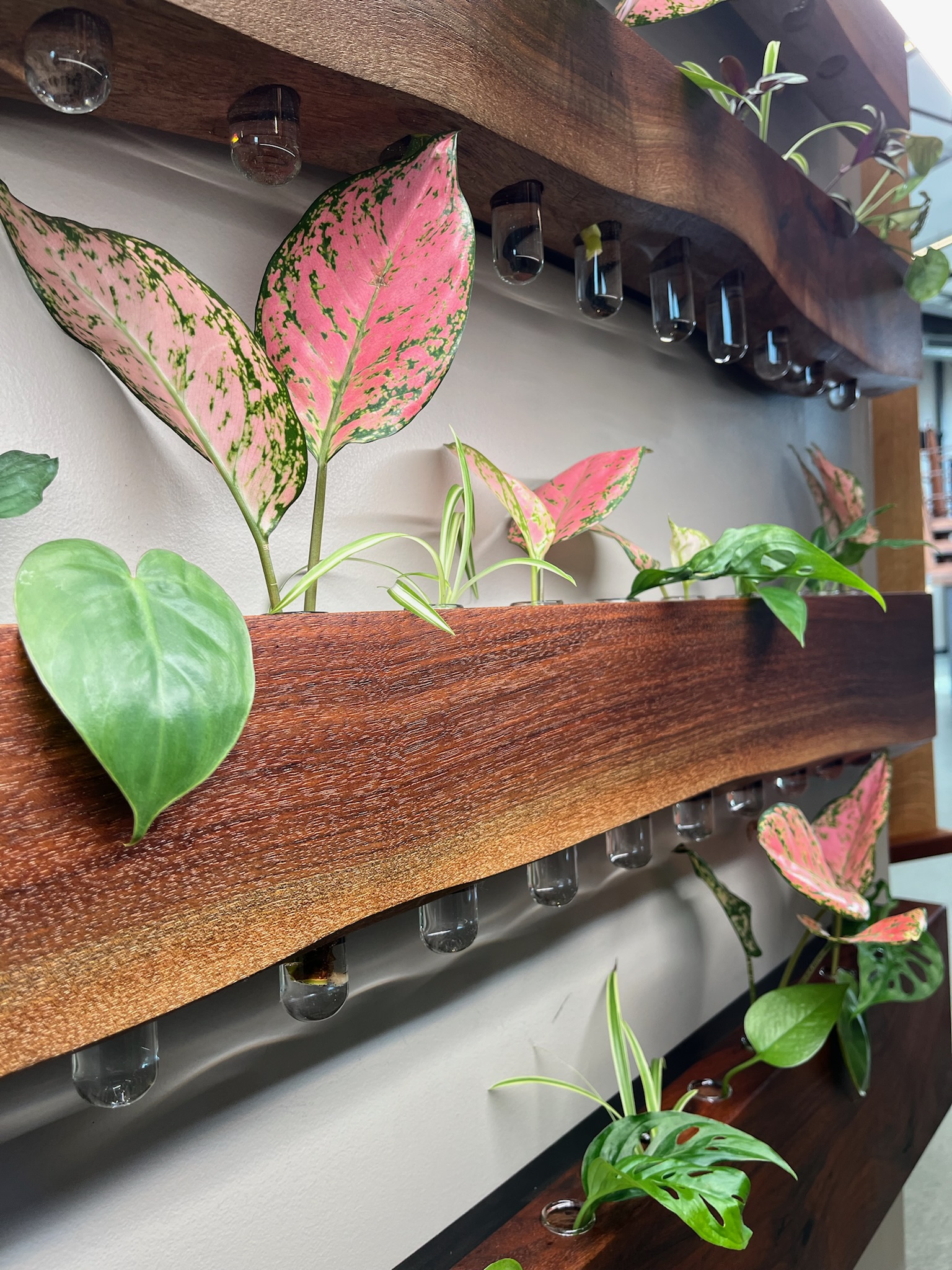 Live-edge, walnut propagation stations. Showing undulation of wood and filled with glass test tubes holding plant cuttings. 