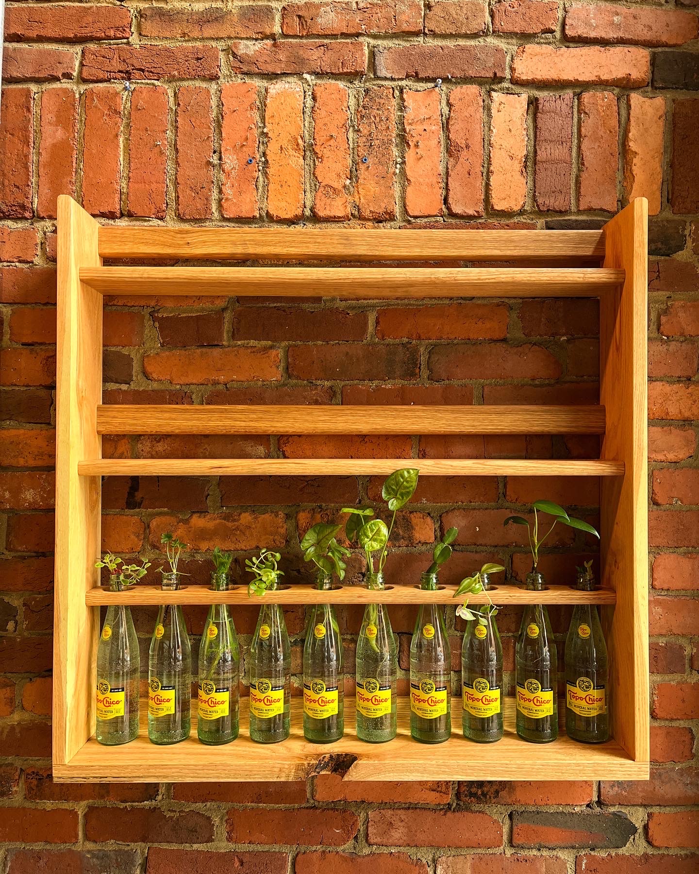 Full propagation shelf with clear glass bottles displaying plant cuttings. Butternut and white oak wood species. Natural knot prominently featured in center front of shelf. 