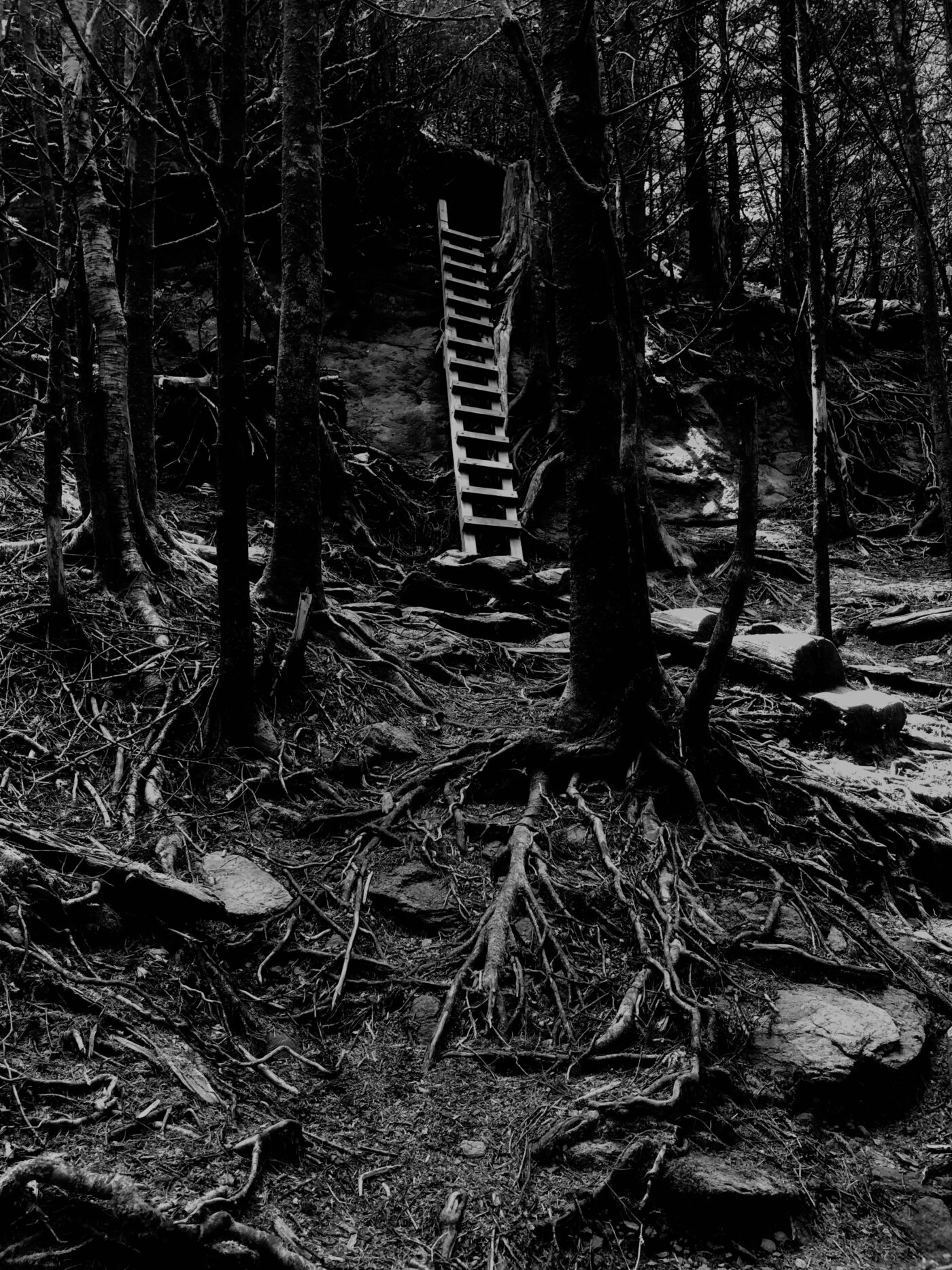 Scene in a forest with exposed roots and a ladder that connects a hilly area. Black-and-white image taken in Asheville, North Carolina.
