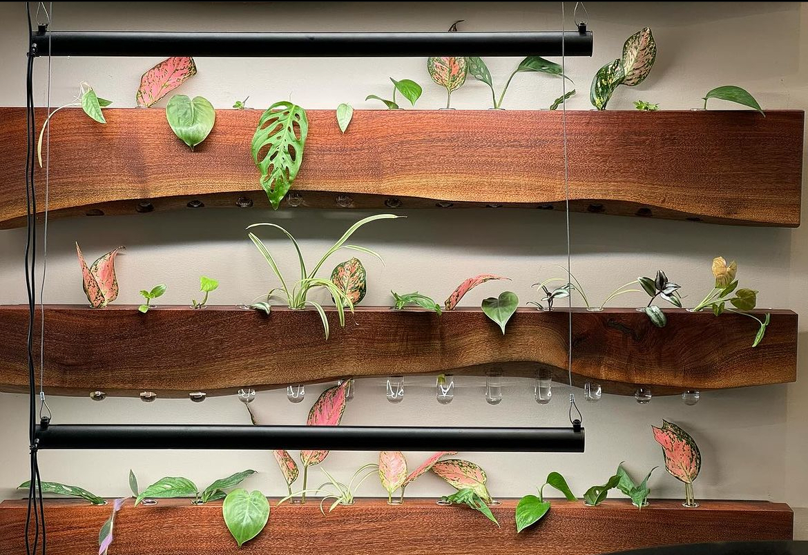 plant propagation living wall showcasing cuttings of different shapes and sizes. All contained within test tubes held within a walnut slab of wood. slender black grow lights shine on the propagation stations. 